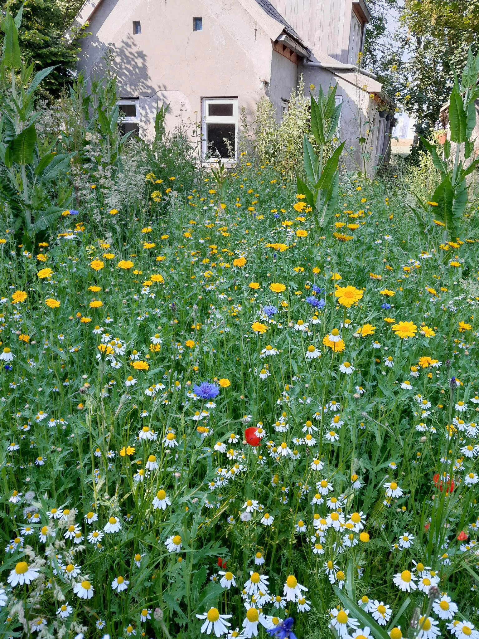 Een kleurrijke bloemenweide in een tuin met verschillende wilde bloemen en hoog gras.